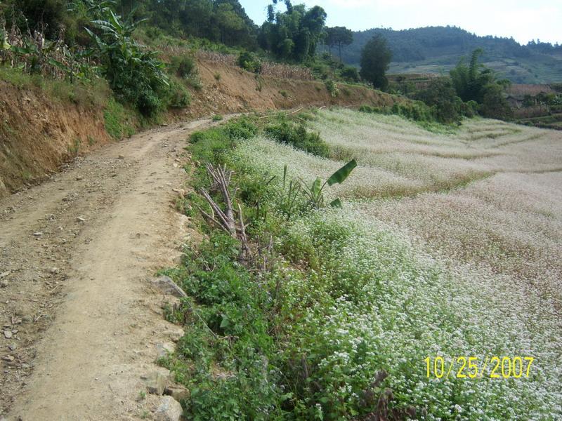 小落星村村內道路