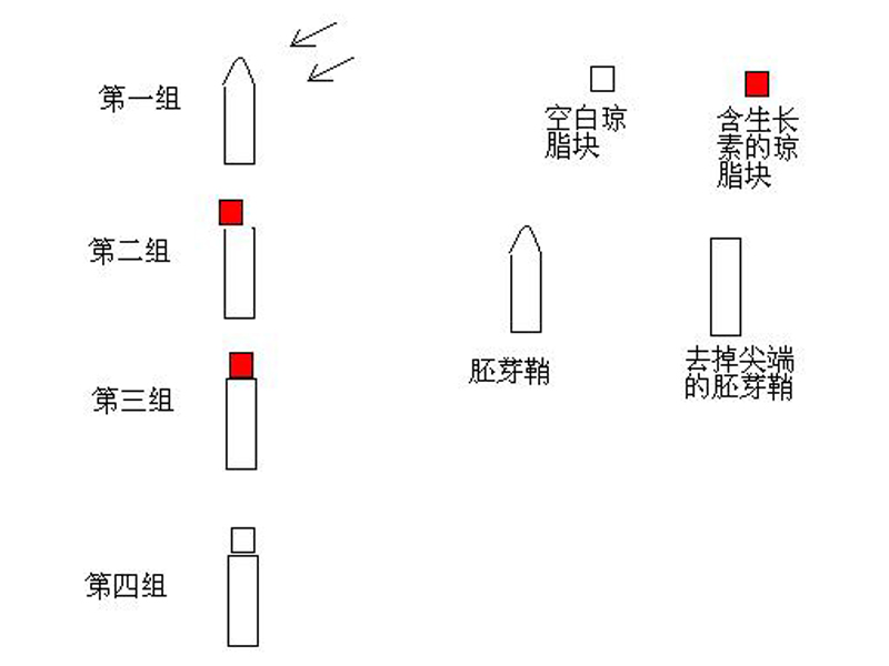 負向光性實驗