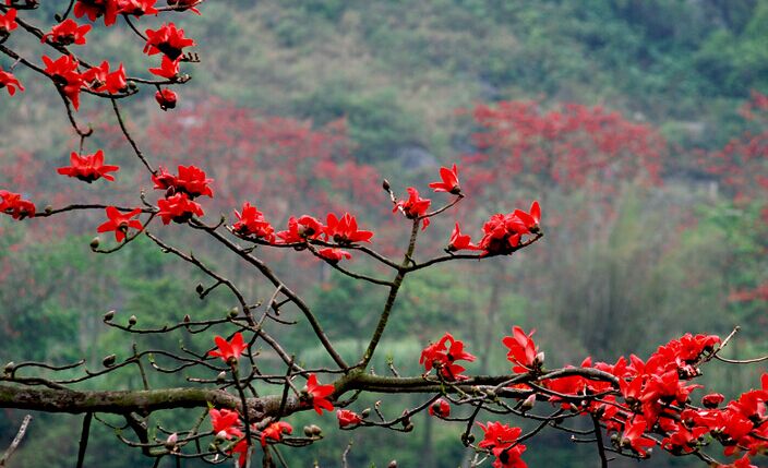 秀山紅