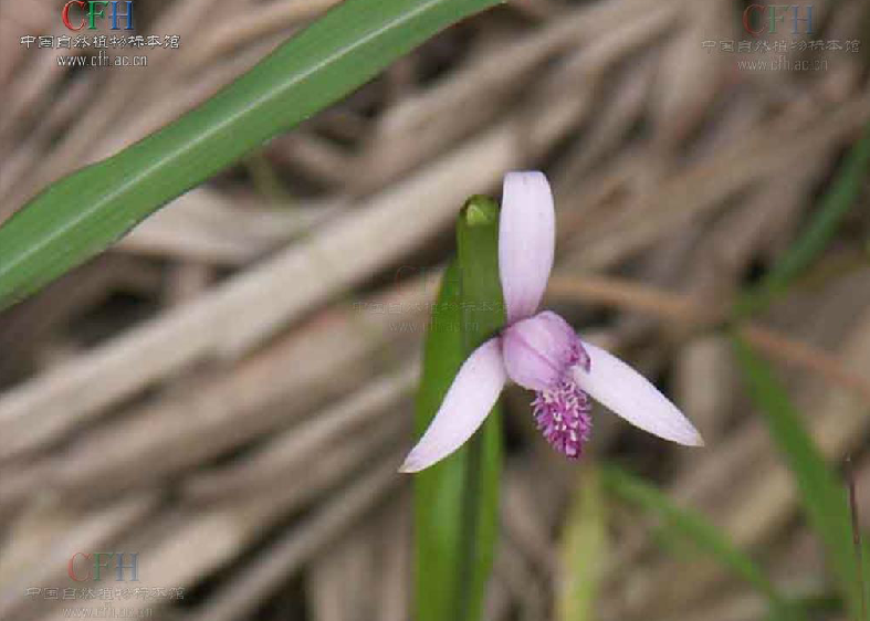 四月一枝花