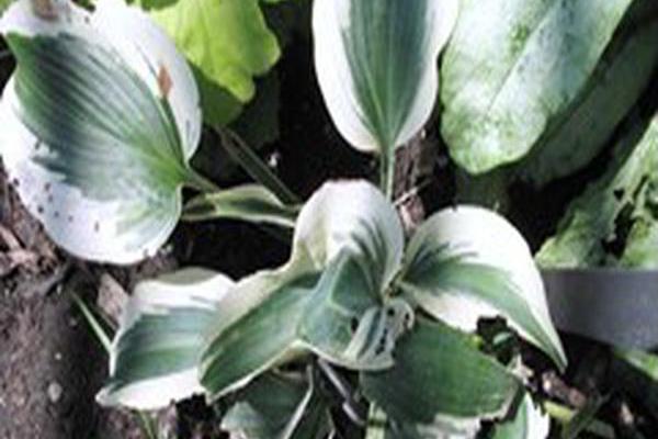 Hosta \x27Blue Ivory\x27