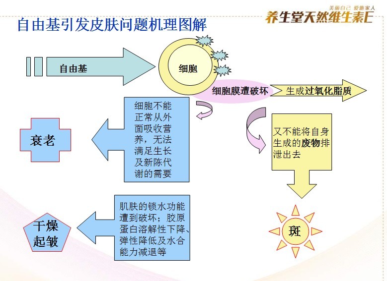 自由基引發皮膚問題機理圖解