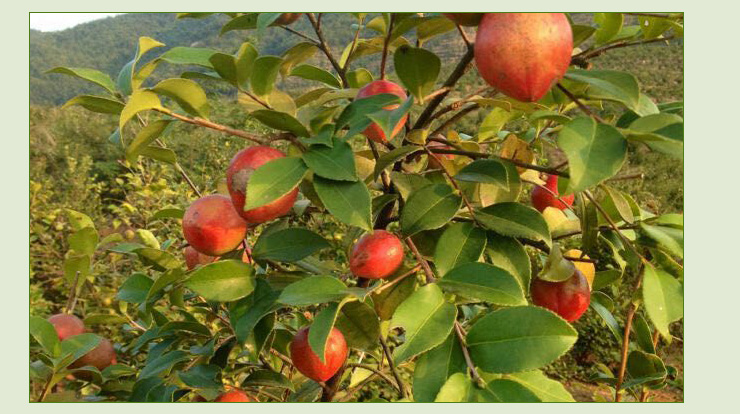 宛田紅花油茶10