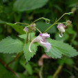 野鳳仙花(鳳仙花科鳳仙花屬植物)