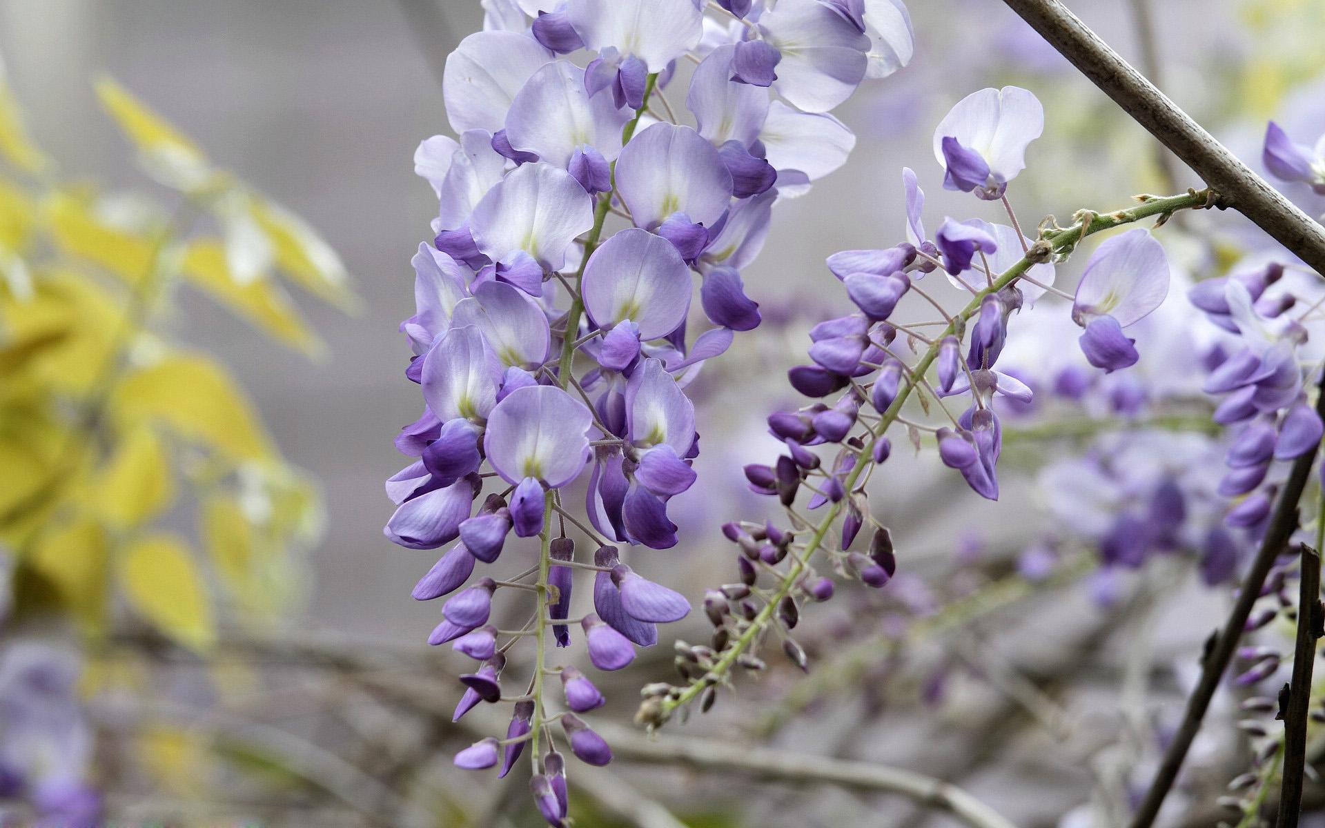 紫滕花