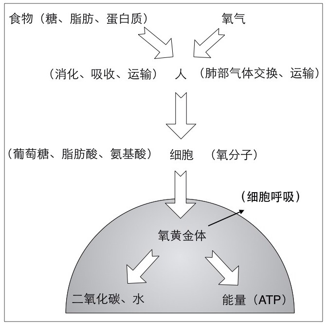 國際氧黃金生命科學學會