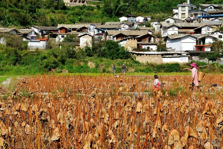 城東村(浙江溫州市文成縣嶨口鄉下轄村)