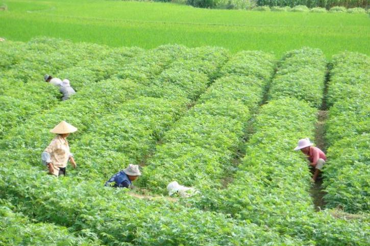 種植業