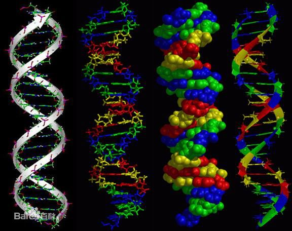 A型DNA