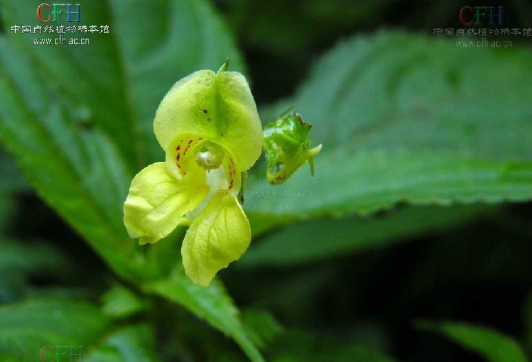 平壩鳳仙花