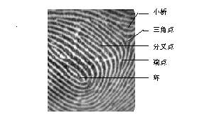 生物特徵識別理論與套用