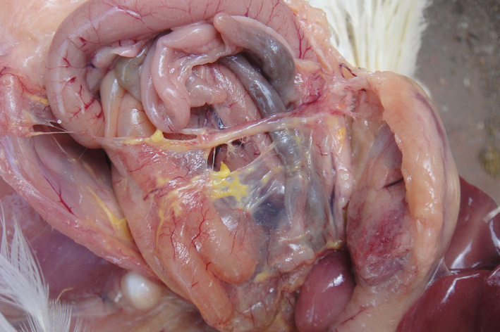 氣囊炎：發病雞腑氣囊有黃色炎性分泌物