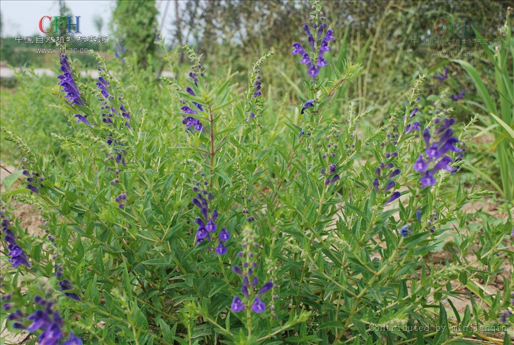 中甸黃芩