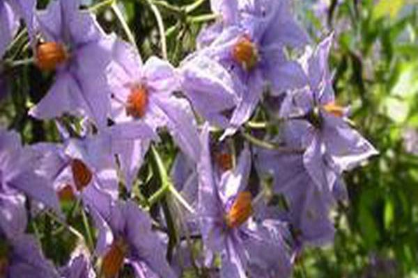 Solanum seaforthianum