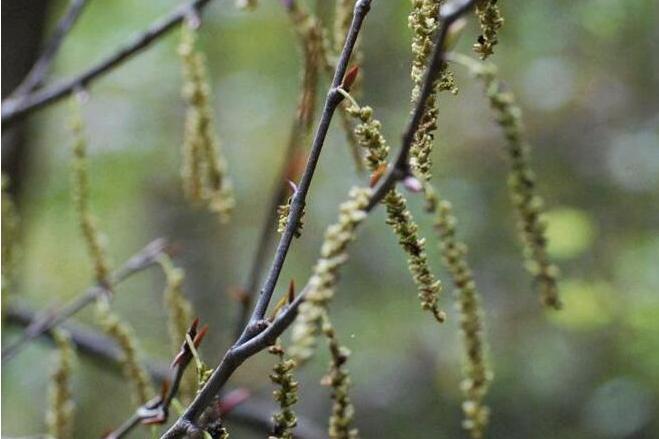 水青樹甘肅白水江群體23