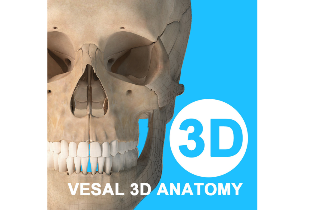 維薩里3D解剖