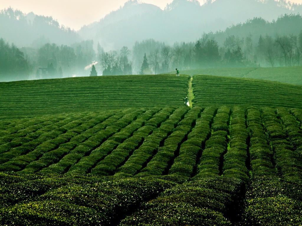 鳳岡富鋅富硒茶