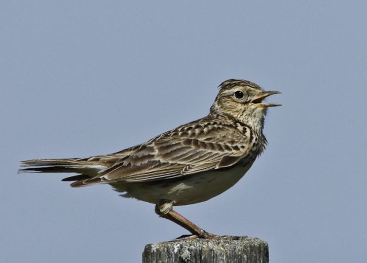 鳳頭百靈尼日亞種