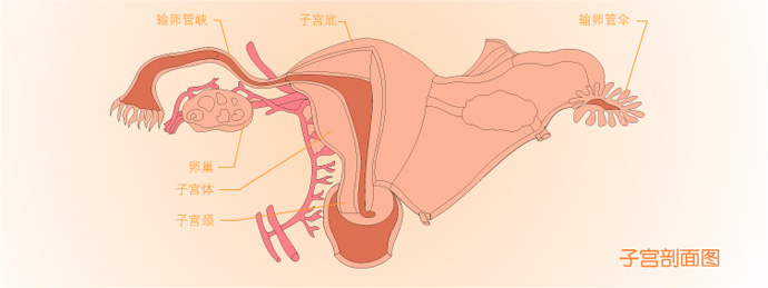 內分泌不孕(內分泌性不孕)