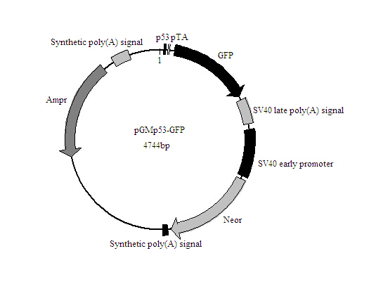 螢光素酶報告基因