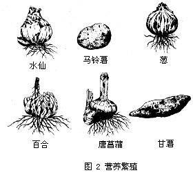 營養繁殖