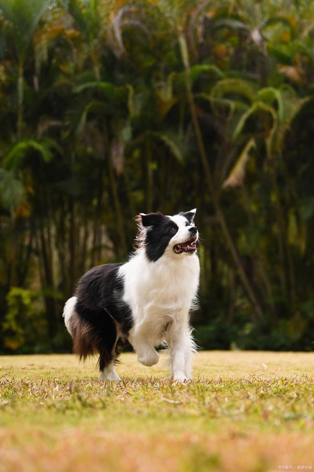 邊境牧羊犬(邊界牧羊犬)