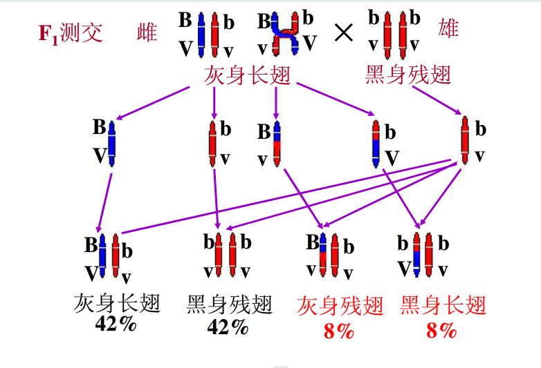 連鎖互換