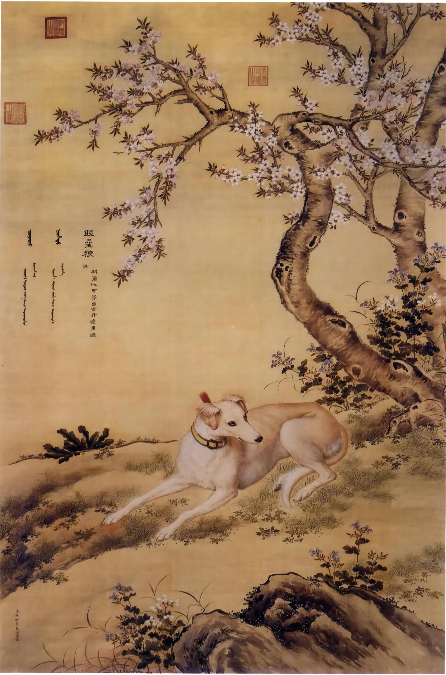 樓蘭古犬