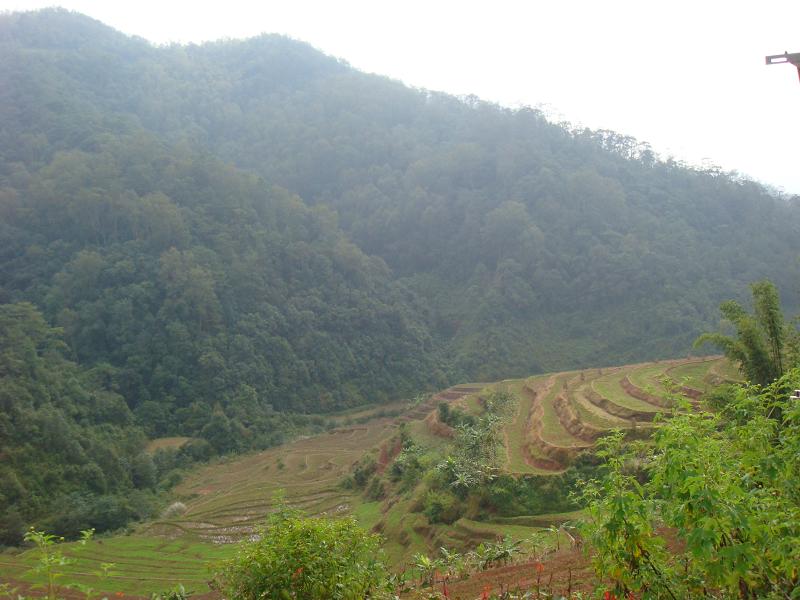 蓮花村(雲南省普洱市思茅鎮蓮花村)