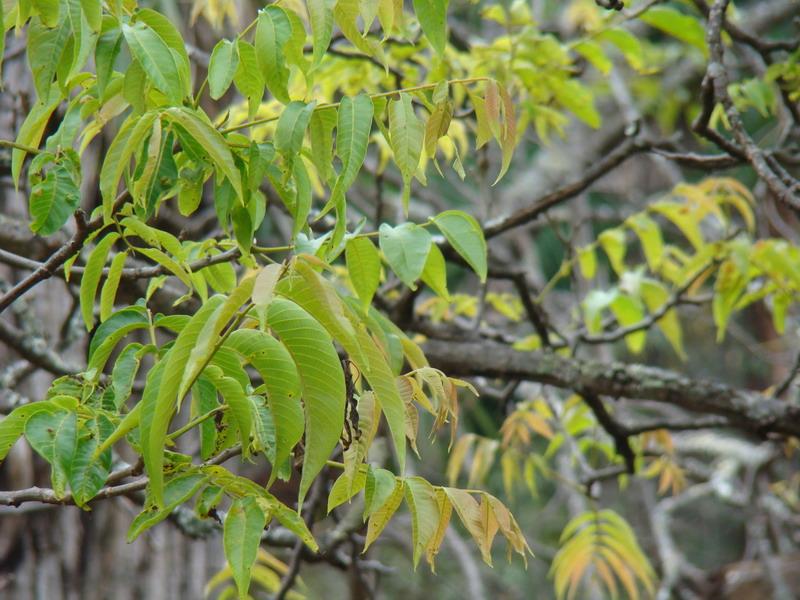 田園風光