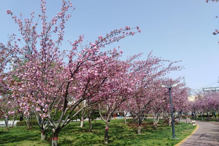 永濟櫻花園