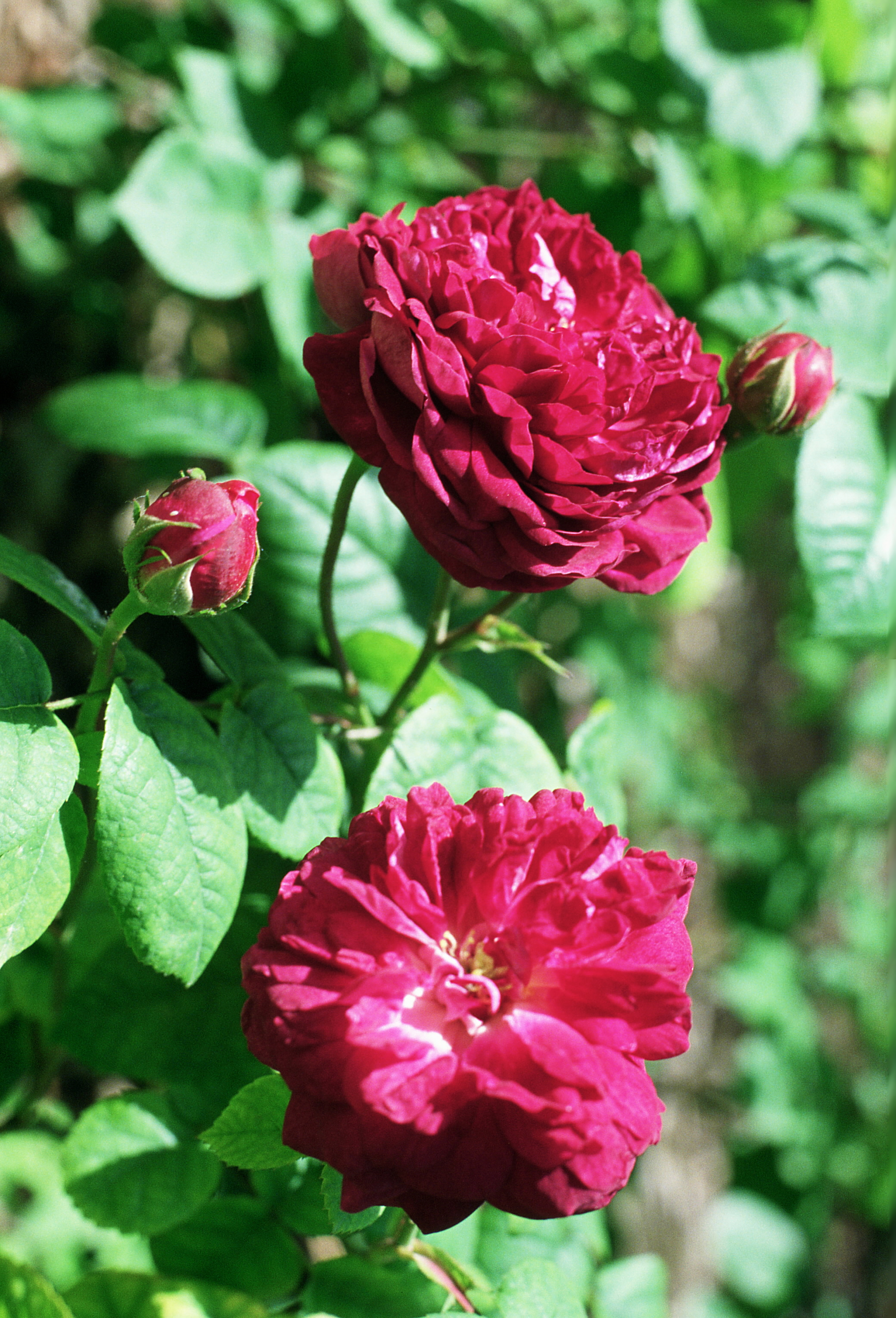 福斯塔夫(薔薇屬月季栽培品種)