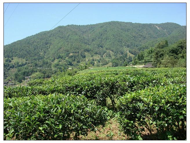 小河山自然村茶葉種植園