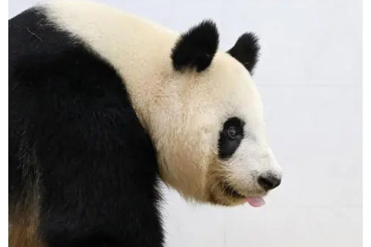 大熊貓阿靈