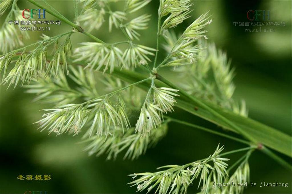 藏野青茅（原變種）