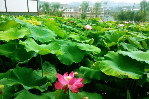 銅梁土橋荷花園