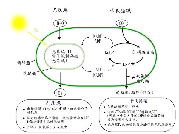 景天酸代謝植物