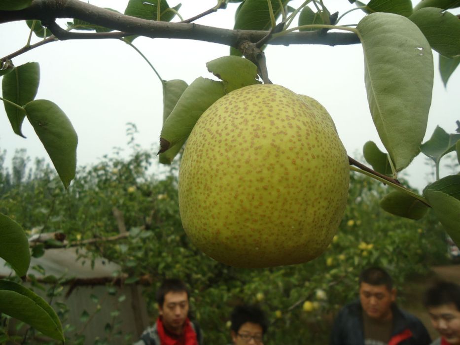 馬村酥梨