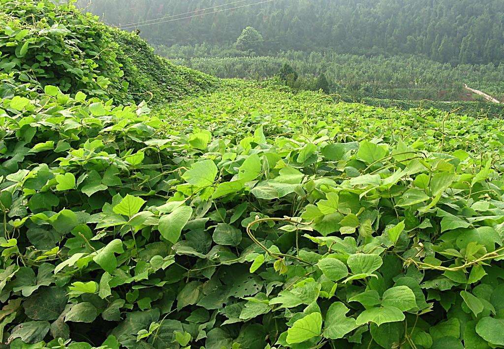 橫峰葛