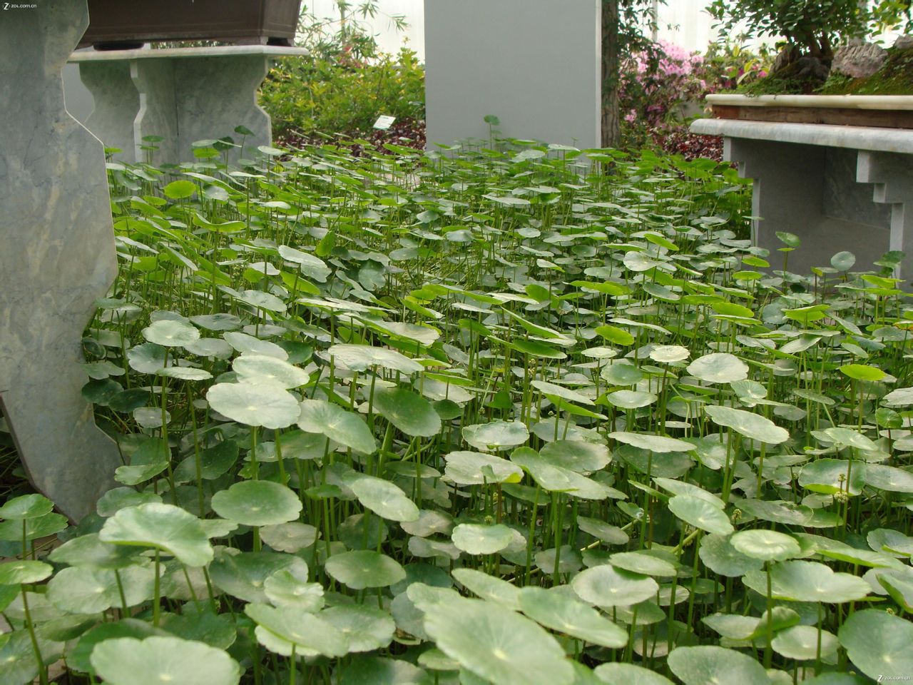 大果冷水花