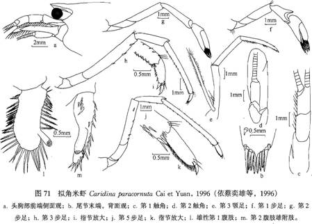 擬角米蝦