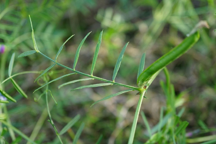 窄葉野豌豆