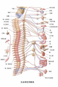 自主神經系統