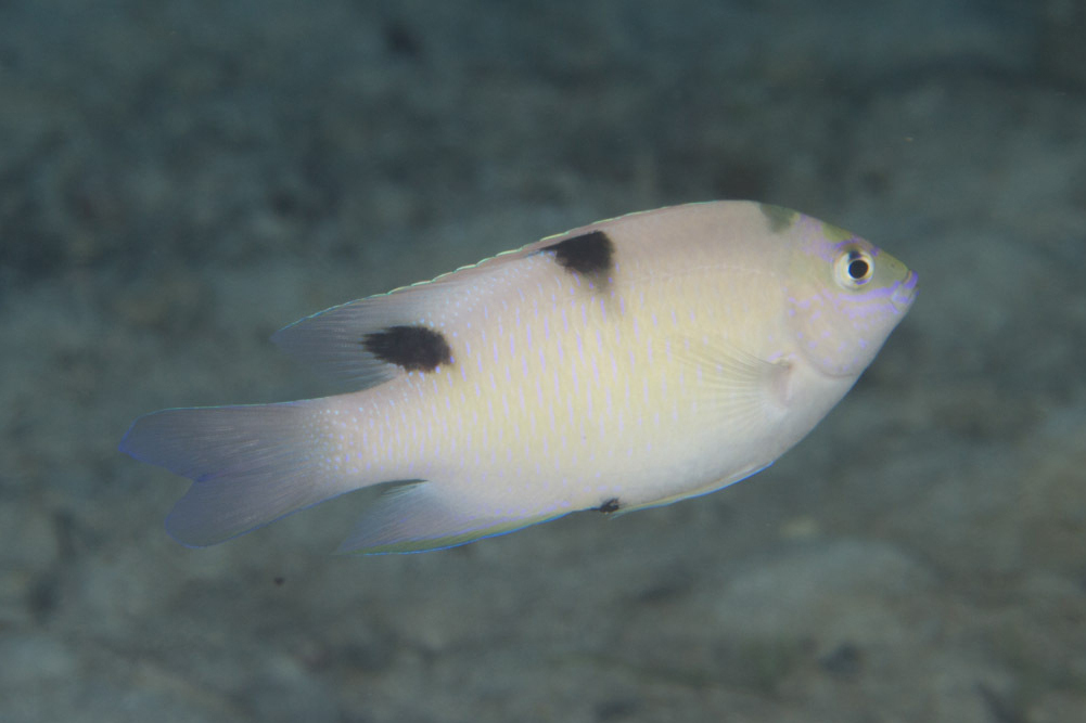 華麗眶燈魚