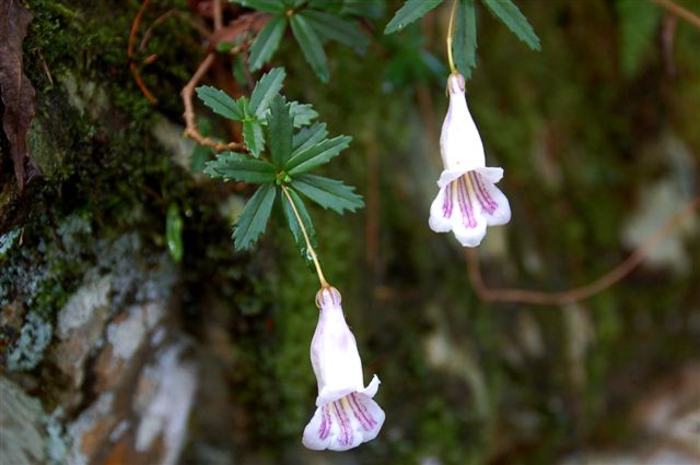 菖蒲烷