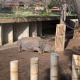 西班牙馬德里動物園