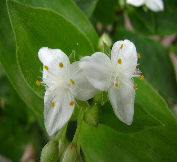 鴨跖草黑粉菌