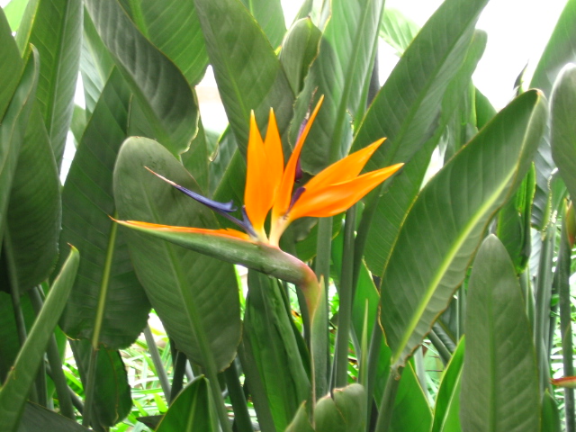 吉祥鳥(芭蕉科鶴望蘭屬植物)