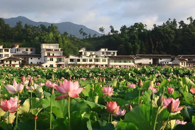 中國蓮花景區