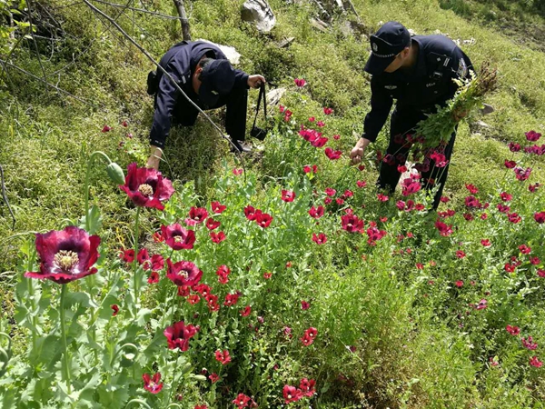 非法種植毒品原植物罪